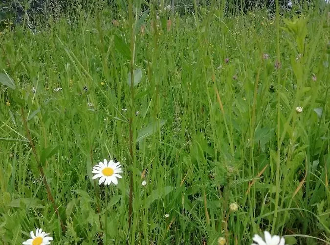 Niki Appartement Bellagio