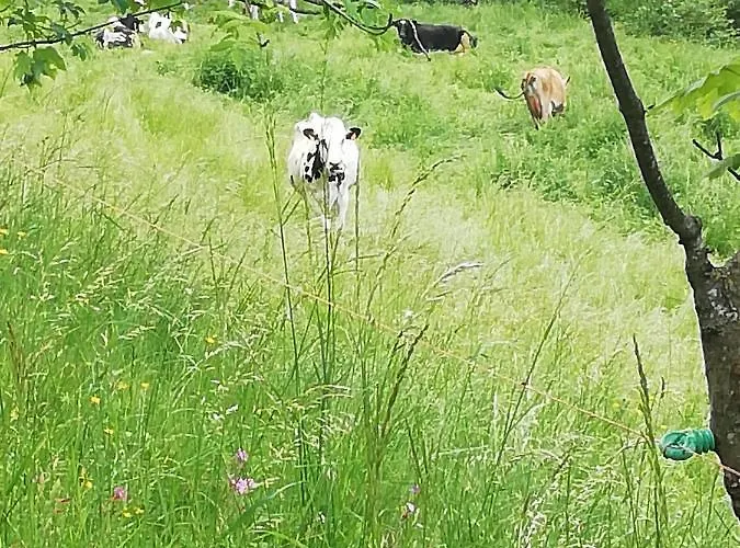 Appartement Niki Bellagio