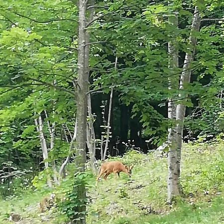 Niki * בלאג'יו